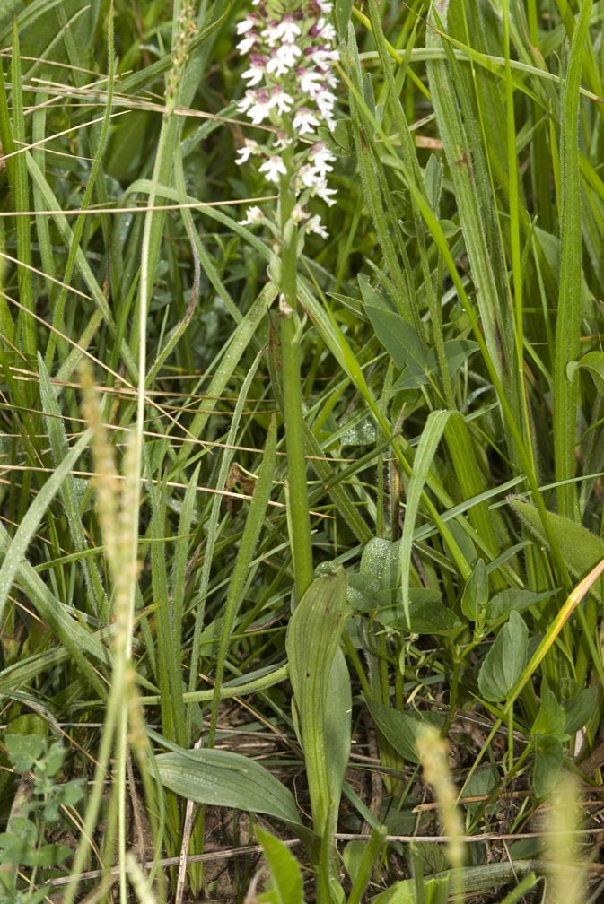 Orchis ustulata